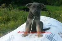 Sapphire's Miss Harvest Hayride, a female German Shepherd Dog for sale in Piedmont, MO – 3 of 6