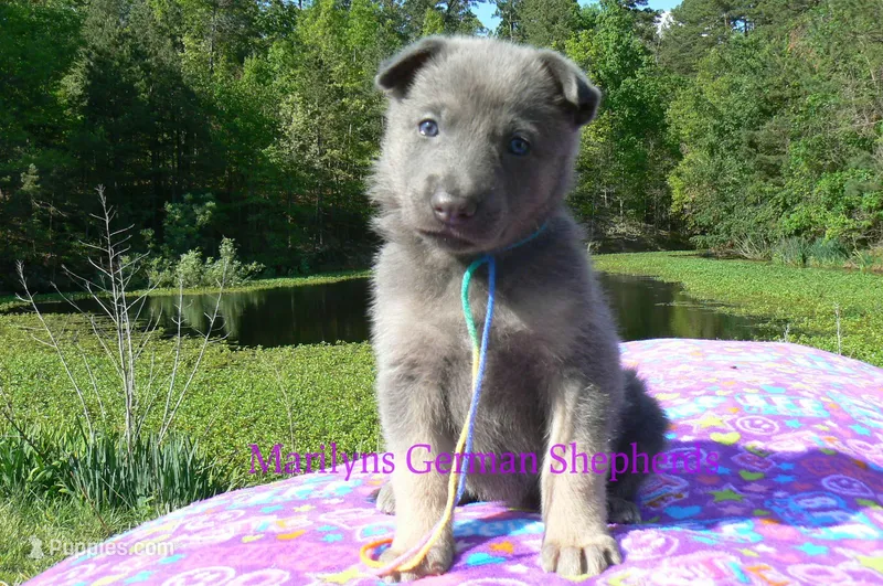 Foxy's Miss Honey and Wildflower – German Shepherd Dog puppy for sale in Piedmont, MO
