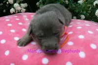 Foxy's Miss Honey and Wildflower, a female German Shepherd Dog for sale in Piedmont, MO – Photo 5 of 6