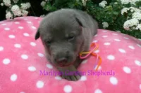 Foxy's Miss Honey and Wildflower, a female German Shepherd Dog for sale in Piedmont, MO – Photo 6 of 6