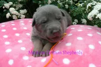 Foxy's Miss Honey and Wildflower, a female German Shepherd Dog for sale in Piedmont, MO – Photo 3 of 6