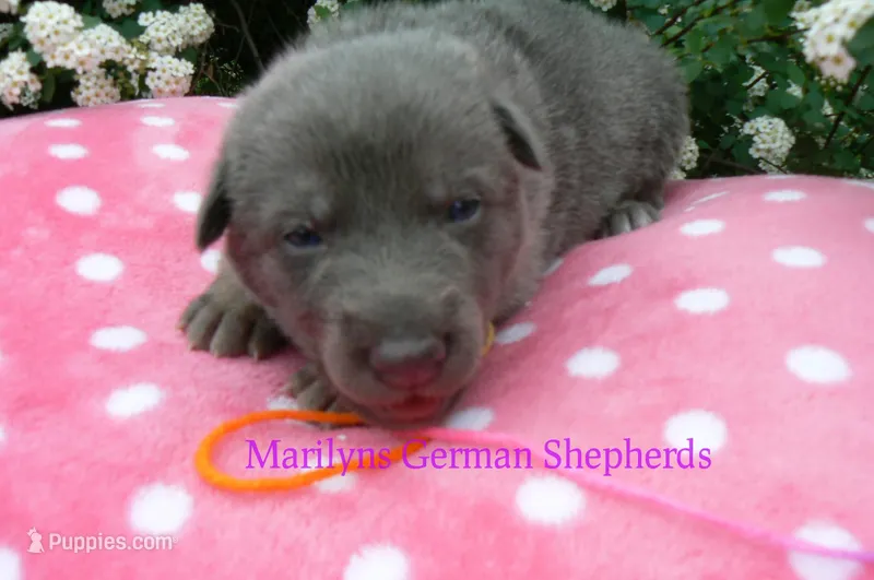 Foxy's Miss Honey and Wildflower – German Shepherd Dog puppy for sale in Piedmont, MO