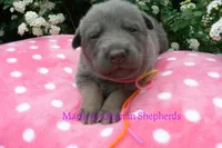 Foxy's Miss Honey and Wildflower, a female German Shepherd Dog for sale in Piedmont, MO – Photo 2 of 6