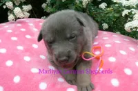 Foxy's Miss Honey and Wildflower, a female German Shepherd Dog for sale in Piedmont, MO – Photo 4 of 6