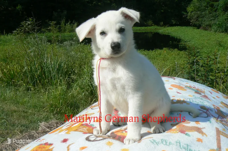 Strawberry's Miss Champagne Apple & Honey – German Shepherd Dog puppy for sale in Piedmont, MO