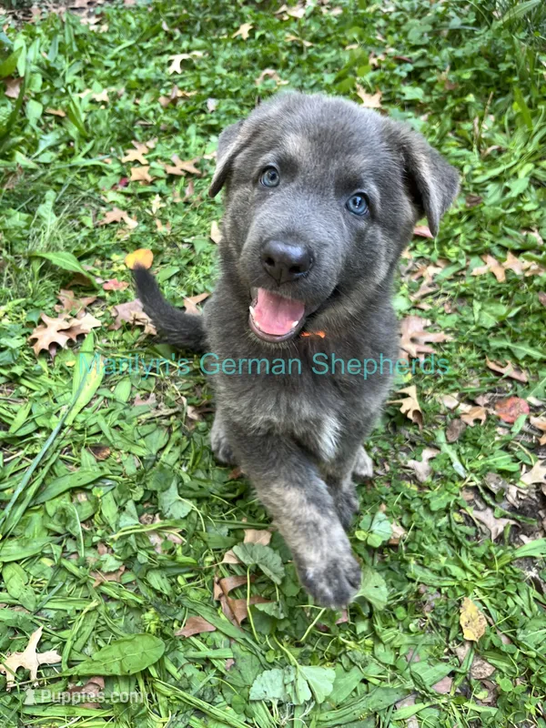 Saffron's Mr. Spiced Orange – German Shepherd Dog puppy for sale in Piedmont, MO