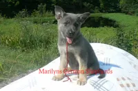 Sapphire's Mr. Cider Lane, a male German Shepherd Dog for sale in Piedmont, MO – 6 of 6
