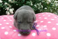 Foxy's Mr. Blueberry Bellini, a male German Shepherd Dog for sale in Piedmont, MO – Photo 5 of 6