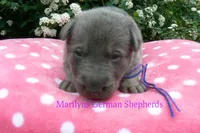 Foxy's Mr. Blueberry Bellini, a male German Shepherd Dog for sale in Piedmont, MO – Photo 6 of 6