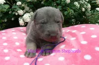 Foxy's Mr. Blueberry Bellini, a male German Shepherd Dog for sale in Piedmont, MO – Photo 1 of 6