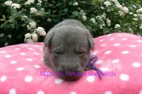 Foxy's Mr. Blueberry Bellini, a male German Shepherd Dog for sale in Piedmont, MO – Photo 3 of 6