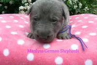 Foxy's Mr. Blueberry Bellini, a male German Shepherd Dog for sale in Piedmont, MO – Photo 2 of 6