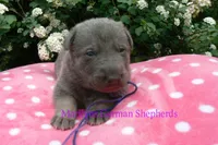 Foxy's Mr. Blueberry Bellini, a male German Shepherd Dog for sale in Piedmont, MO – Photo 4 of 6