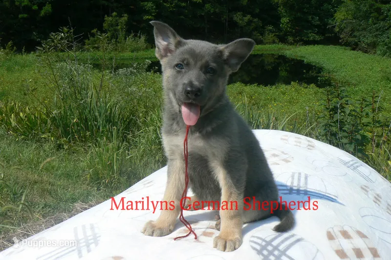 Sapphire's Mr. Cider Lane – German Shepherd Dog puppy for sale in Piedmont, MO