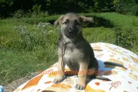 Enchantress's Mr. Mountain Lodge, a male German Shepherd Dog for sale in Piedmont, MO – 3 of 6