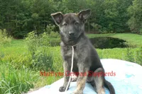Lakeside Morning's Miss Peach Blossom and Nectar, a female German Shepherd Dog for sale in Piedmont, MO – 4 of 6