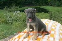Sapphire's Miss Harvest Hayride, a female German Shepherd Dog for sale in Piedmont, MO – 1 of 6