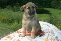 Strawberry's Mr. Pumpkin Bonfire, a male German Shepherd Dog for sale in Piedmont, MO – 3 of 6