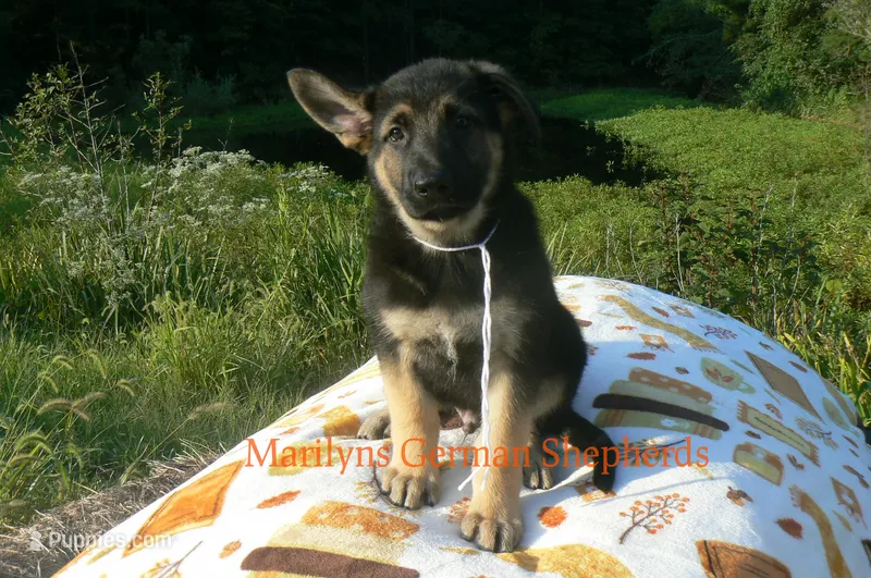Enchantress's Mr. White Pine Lake – German Shepherd Dog puppy for sale in Piedmont, MO