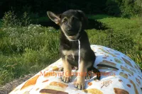 Enchantress's Mr. White Pine Lake, a male German Shepherd Dog for sale in Piedmont, MO – 1 of 6
