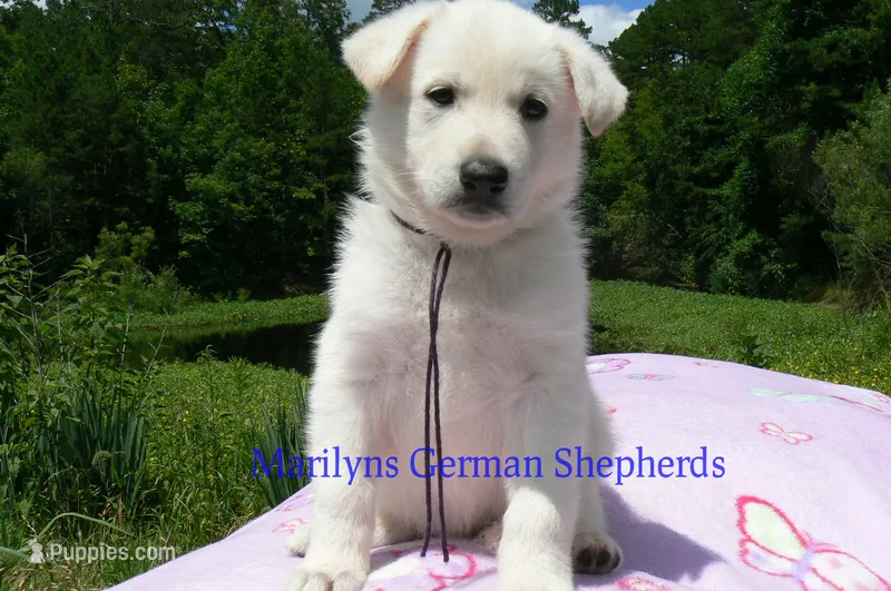 Ice Princess's Miss Cotton Candy Grape – German Shepherd Dog puppy for sale in Piedmont, MO
