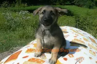 Enchantress's Mr. Mountain Lodge, a male German Shepherd Dog for sale in Piedmont, MO – 1 of 6