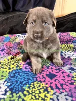 Saffron's Mr. Spiced Orange, a male German Shepherd Dog for sale in Piedmont, MO – 6 of 10