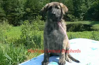 Lakeside Morning's Miss Coastal Cottage, a female German Shepherd Dog for sale in Piedmont, MO – 4 of 6