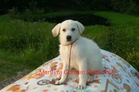 Strawberry's Miss Midnight Plum, a female German Shepherd Dog for sale in Piedmont, MO – 3 of 6