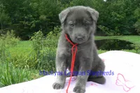 Ice Princess's Mr. Watermelon Lemonade, a male German Shepherd Dog for sale in Piedmont, MO – 3 of 4