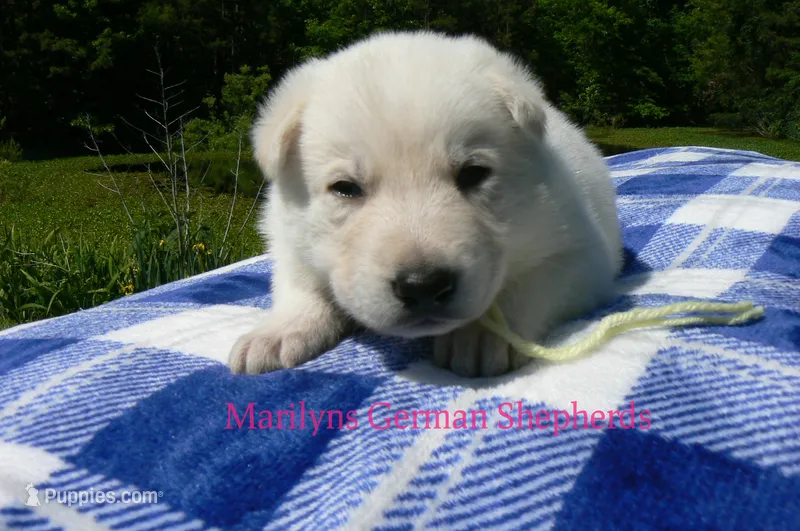 Lakeside Morning's Mr. Summer Boardwalk – German Shepherd Dog puppy for sale in Piedmont, MO