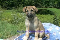 Strawberry's Mr. Pumpkin Bonfire, a male German Shepherd Dog for sale in Piedmont, MO – 6 of 6