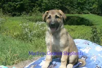 Strawberry's Mr. Pumpkin Bonfire, a male German Shepherd Dog for sale in Piedmont, MO – 1 of 6