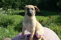 Lakeside Morning's Miss Sugar Cone Crunch, a female German Shepherd Dog for sale in Piedmont, MO – 6 of 6