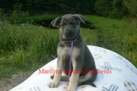Sapphire's Miss Wilderness Trail, a female German Shepherd Dog for sale in Piedmont, MO – 4 of 6