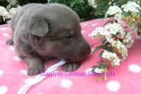 Foxy's Mr. Saltwater Breeze, a male German Shepherd Dog for sale in Piedmont, MO – Photo 6 of 6