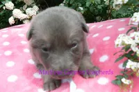 Foxy's Mr. Saltwater Breeze, a male German Shepherd Dog for sale in Piedmont, MO – Photo 4 of 6