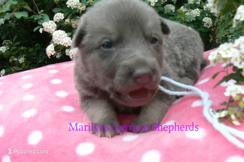 Foxy's Mr. Saltwater Breeze – German Shepherd Dog puppy for sale in Piedmont, MO