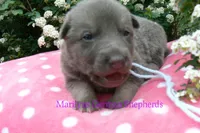 Foxy's Mr. Saltwater Breeze, a male German Shepherd Dog for sale in Piedmont, MO – Photo 1 of 6