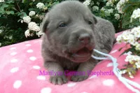 Foxy's Mr. Saltwater Breeze, a male German Shepherd Dog for sale in Piedmont, MO – Photo 2 of 6