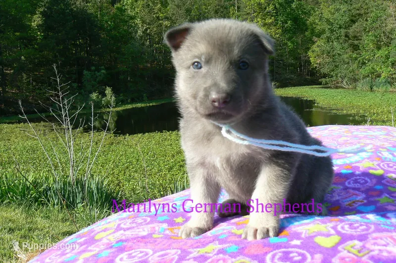 Foxy's Mr. Saltwater Breeze – German Shepherd Dog puppy for sale in Piedmont, MO