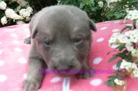 Foxy's Mr. Saltwater Breeze, a male German Shepherd Dog for sale in Piedmont, MO – Photo 3 of 6