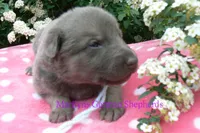 Foxy's Mr. Saltwater Breeze, a male German Shepherd Dog for sale in Piedmont, MO – Photo 5 of 6