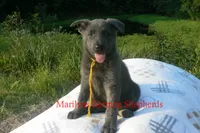 Sapphire's Miss Sunrise Woods, a female German Shepherd Dog for sale in Piedmont, MO – 5 of 6