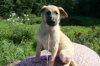 Lakeside Morning's Miss Sugar Cone Crunch, a female German Shepherd Dog for sale in Piedmont, MO – 3 of 6