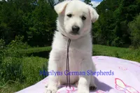 Ice Princess's Miss Cotton Candy Grape, a female German Shepherd Dog for sale in Piedmont, MO – 3 of 4