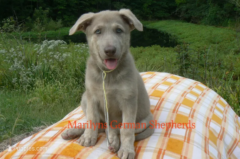 Sapphire's Miss Corn Maze Craze – German Shepherd Dog puppy for sale in Piedmont, MO