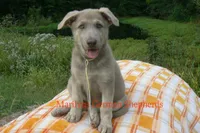 Sapphire's Miss Corn Maze Craze, a female German Shepherd Dog for sale in Piedmont, MO – 1 of 6