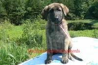 Lakeside Morning's Miss Coastal Cottage, a female German Shepherd Dog for sale in Piedmont, MO – 3 of 6