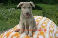 Sapphire's Miss Corn Maze Craze, a female German Shepherd Dog for sale in Piedmont, MO – 3 of 6